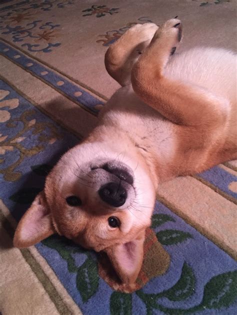 shiba inu smile