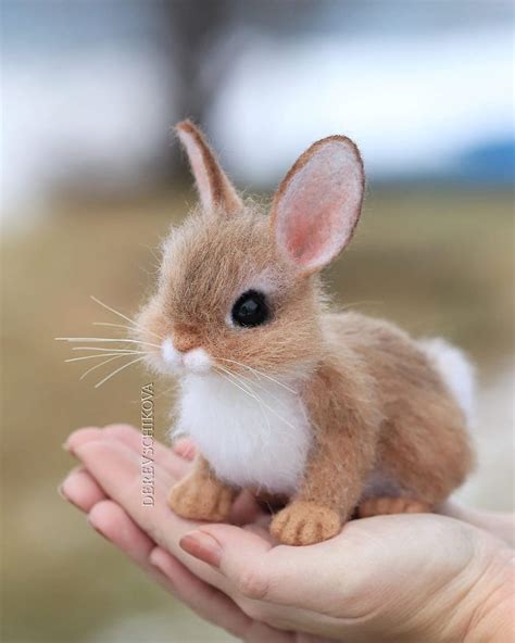 Voyii nane Cute Animals Images, Baby Animals Pictures, Cute Wild ...