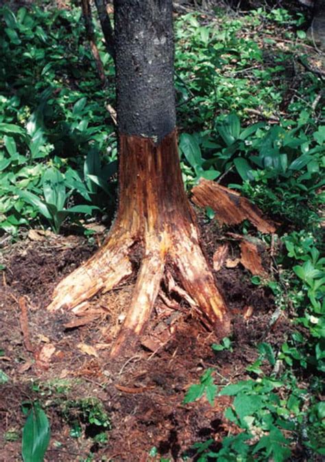 root rot  symptoms  treatment options  midwest trees