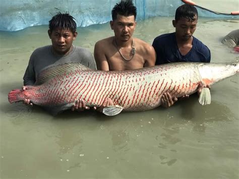 ปลาช่อนอเมซอล 1.3-2 เมตร... - Organ Fishปลาใหญ่ ปลาแปลก