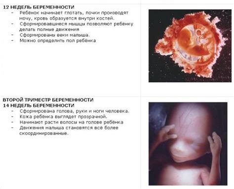 Развитие плода в картинках