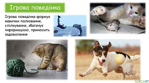 Форми поведінки тварин 1