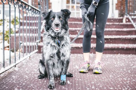Blue heeler/border collie : aww