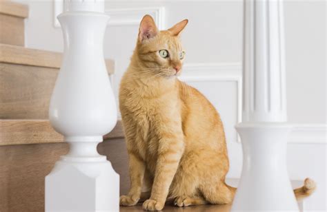 Чем кормить кота кастрированного в домашних условиях | Purina