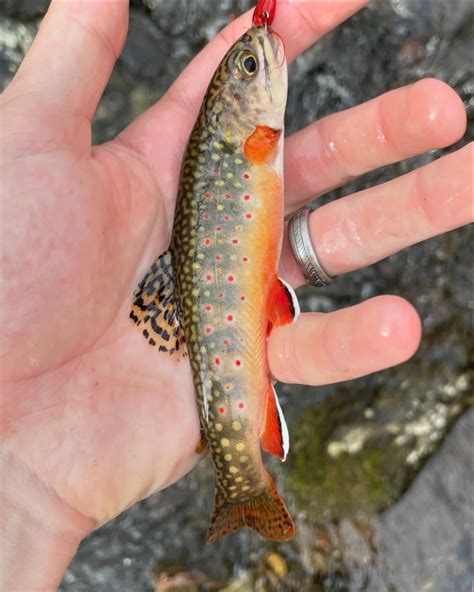 BFS Native Southern Appalachian Strain : r/bluelining