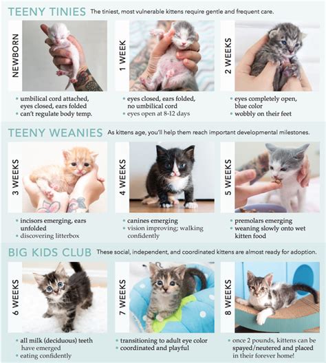 kitten feeding growth  development colorado animal rescue