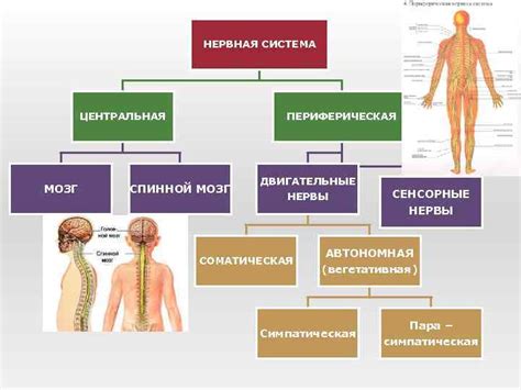 СТРОЕНИЕ И ФУНКЦИИ НЕРВНОЙ СИСТЕМЫ ЧЕЛОВЕКА Нервная