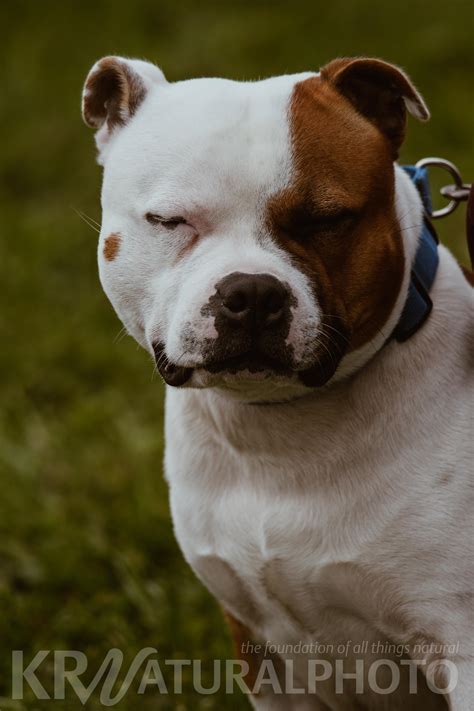 A Peaceful Moment | American Staffordshire Terrier | New York