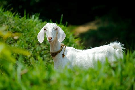 Goat Photos, Download The BEST Free Goat Stock Photos & HD Images