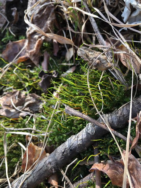 Why the henti tentacles? | Scrolller