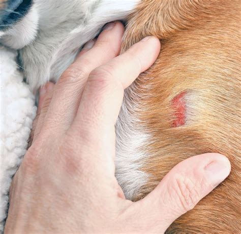 Dog Bacterial Infections - Whole Dog Journal - Life Dog
