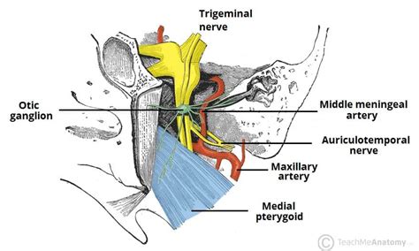 infratemporal fossa borders contents teachmeanatomy