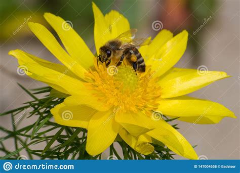 Honey Bee, Pollination Process Stock Photo - Image of nectar, background: 147004658