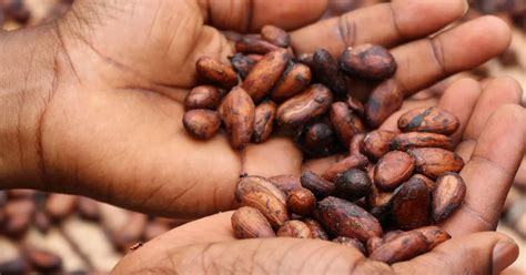 Theobroma Cacao Significado