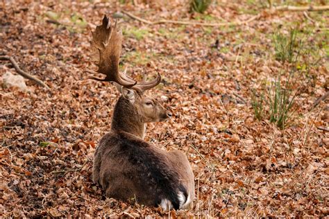 European fallow deer by Quiet-bliss on DeviantArt