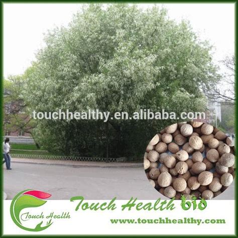Prunus padus seeds/bird cherry seeds/Padus racemosa seeds,China price ...