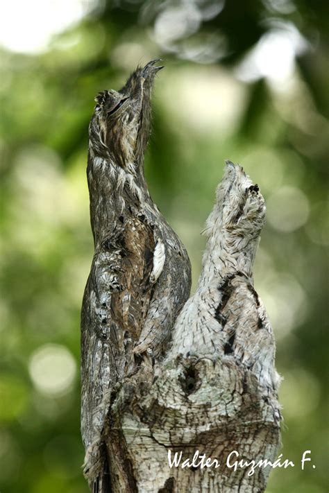 Guajojo - Nyctibius griseus - Common Potoo Imagen & Foto | animales ...