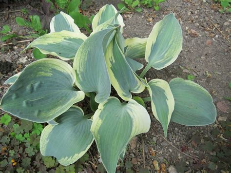 Хоста /Hosta /Функия - Page 109 - Форум HobbyKafe.com