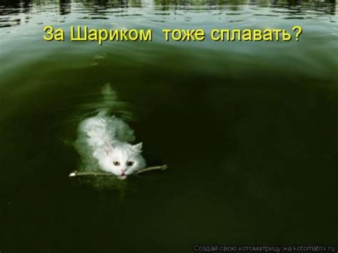 Котоматрица веселая (22 фото)