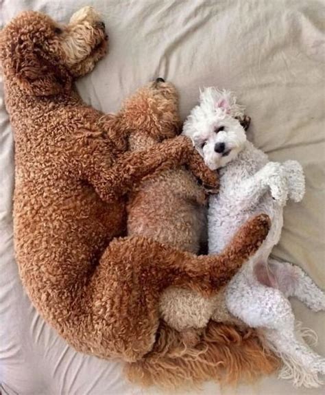 The Visual Vamp | Poodle puppy, Poodle dog, Cute dogs
