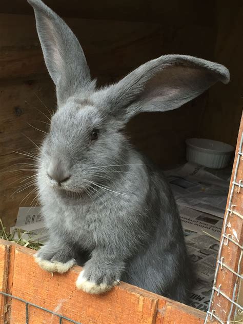 Beginner’s Guide To Flemish Giant Rabbits (Cost, Care & Ownership