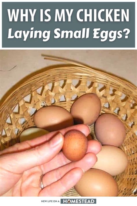 chicken laying small eggs top  reasons