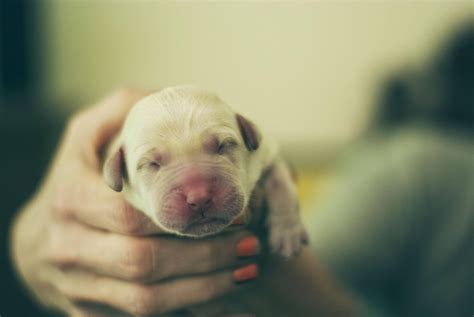 Newborn Yellow Lab Puppy | Yellow lab puppy, Puppy photos, Cute dogs ...