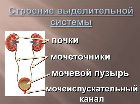 Выделительная система - презентация онлайн