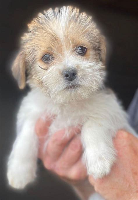 local classifieds preloved