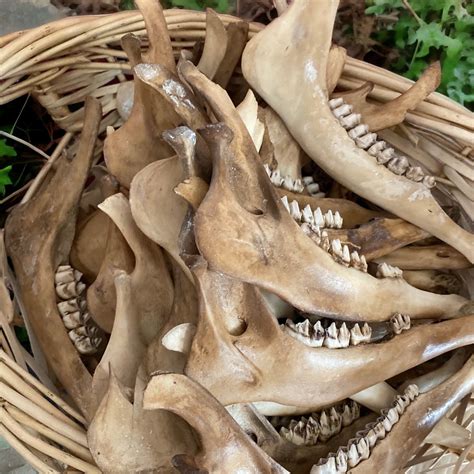 Deer Knuckle Bones (per bone) — Woodland Wanderland