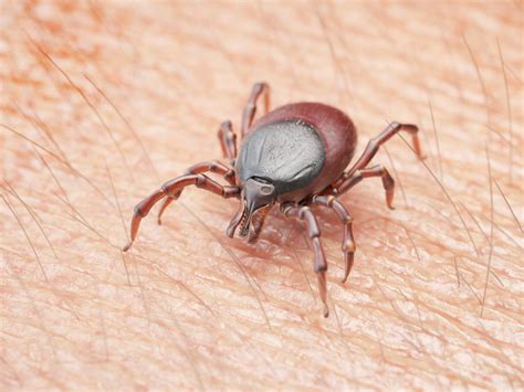 Know Your Ticks - Be Ready Lexington