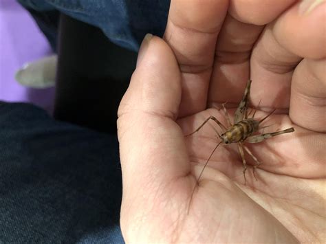 Found cricket in my room when I moved in. Can I take care of it? It’ll