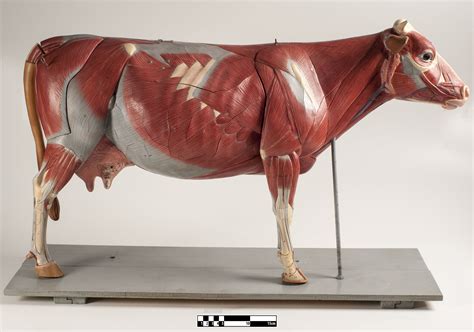 muscle anatomy model     anatomy chart  leg anatomy