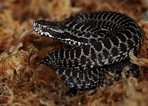 genusvipera vipera dinniki