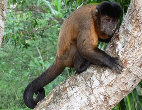 Macaco Prego E Perigoso - Por Que O Macaco Prego Está Em Extinção? Qual A Razão? | Mundo Ecologia
