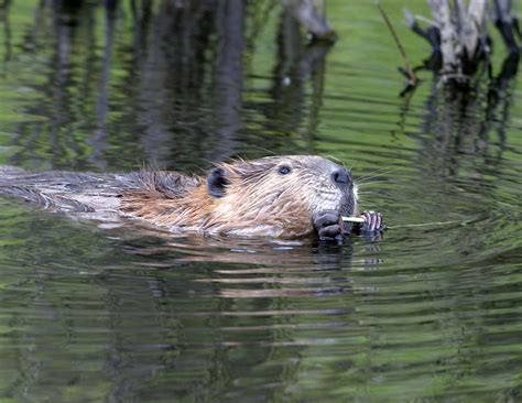Beavers Habitat