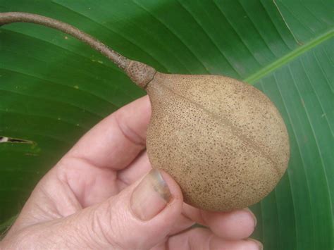 ~Perfume Fruit~ KEPEL APPLE~ X RARE SPICE TREE Stelechocarpus Burahol ...