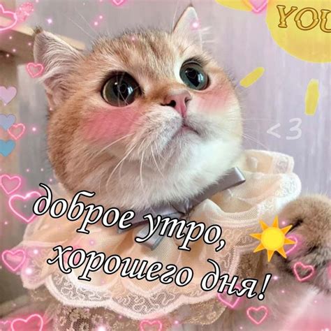Доброе утро | Котята, Милые котики, Кошачьи цитаты