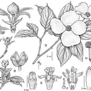 Illustration of Cornus × rutgersensis Cornus ‘Rutgan’, PP7207, Stellar ...