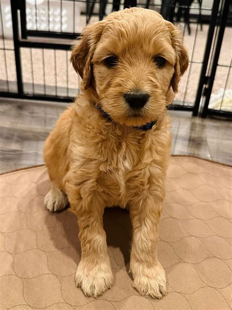 White Lake Goldendoodles | Whitehall MI