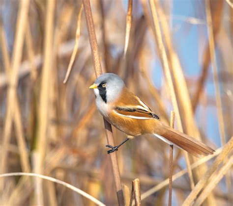 boatbirdercom  bearded reedling