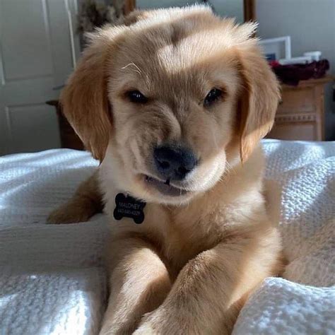 Dog skeptical Blank Template - Imgflip