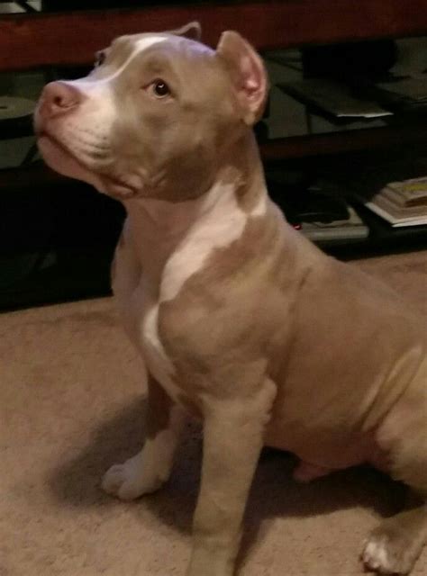 Tank!...American Bully! | American bully, Animals, Bullying