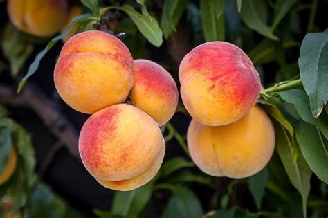 Elberta Peach - Womack Nursery