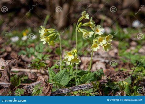 Fiori Della Primavera, Primaverina Fotografia Stock - Immagine di ...