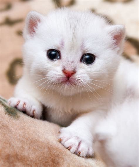 Exasperated Cat