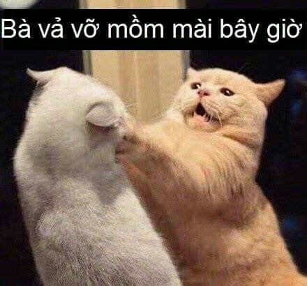 Meme đánh nhau hoạt hình, hài hước, cute, chảy máu đầu - Mèo Cần Mẫn