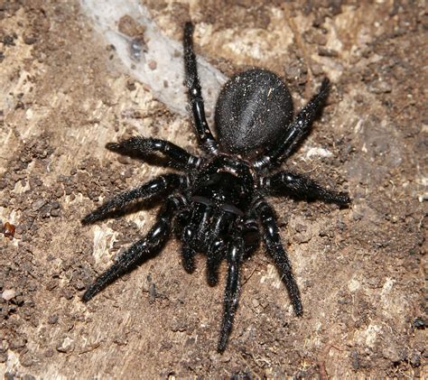 Spider - Arachnology Photo (8572679) - Fanpop