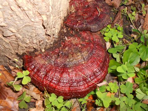 Ganoderma pfeifferi: The Ultimate Mushroom Guide