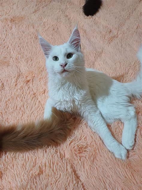 Кошеня Мейн-Кун.Львів: 10 000 грн. - Коти Львів на Olx